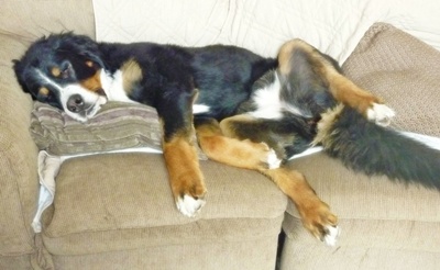 Beyla couch Dog beds are nice, but a couch.....Yeeessssss.....